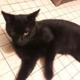 Picture of cat lost at Oloron Ste Marie