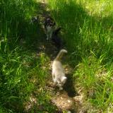 Picture of cat lost at Souillac