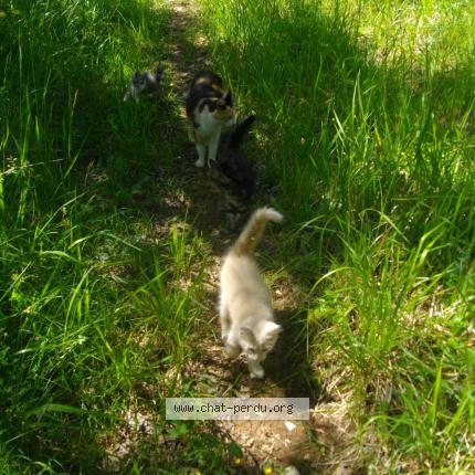 Photo 1/1 Crécrème Chat lost in Souillac