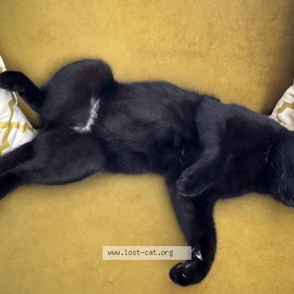 Picture of cat lost at Moreno Valley