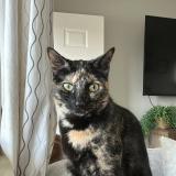 Picture of cat lost at Warren