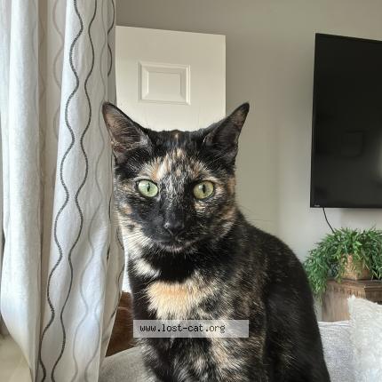 Photo 1/1 Nori Chat lost in Warren