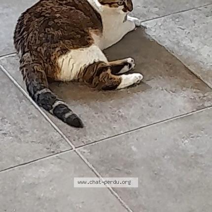 Photo 1/1 Titou Chat lost in La buissiere