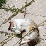 Picture of cat lost at Sumene