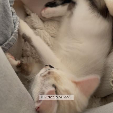 Photo 1/1 amaya Chat lost in Gruissan