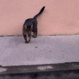 Picture of cat found at Toulouse