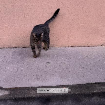 Photo 1/1 Found cat Found in Toulouse