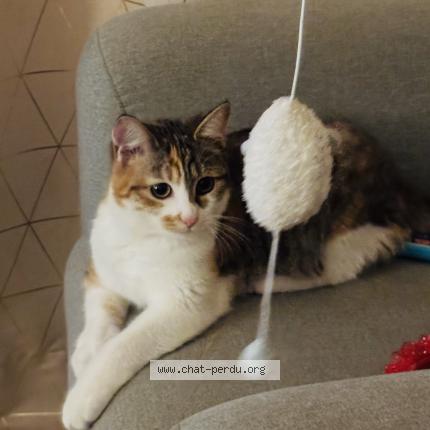 Photo 1/1 P&eacute;can Chat lost in Saint cyr sur loire