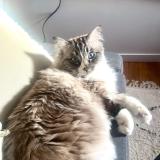 Picture of cat lost at Cornillon