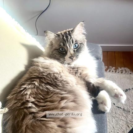 Photo 1/1 Perceval Chat lost in Cornillon