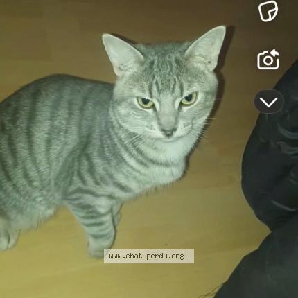 Photo 1/1 vagabon Chat lost in Laval