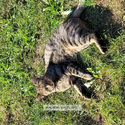 Foto van vermiste kat in Ransart