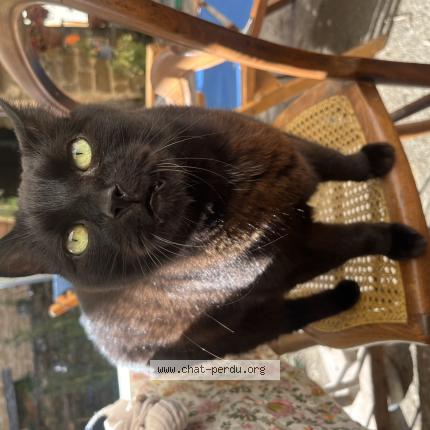 Photo 1/1 Ronron Chat lost in Pupillin