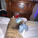 Picture of cat lost at Anizy Le Grand