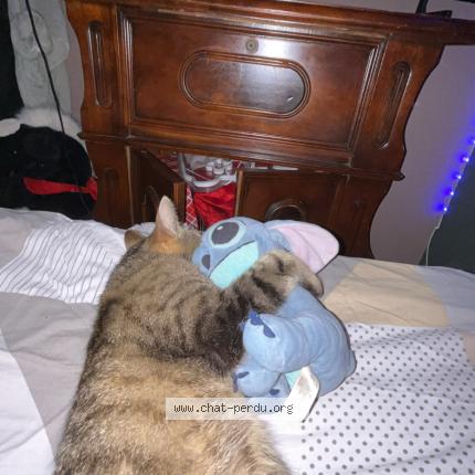 Photo 1/1 Minnete Chat lost in Anizy le grand