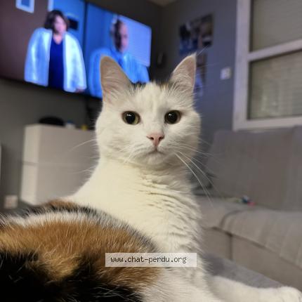 Photo 1/1 Poupette Chat lost in Cercier