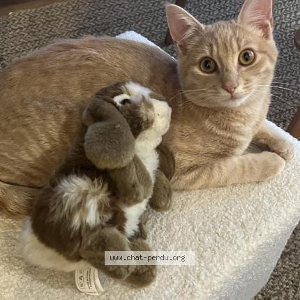 Photo 1/1 Barberousse Chat lost in Nantes