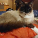 Picture of cat found at Landes