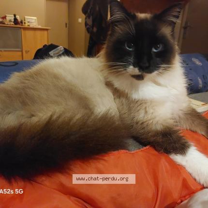 Photo 1/1 Found cat Found in Landes