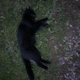 Picture of cat found at Bretteville Sur Odon