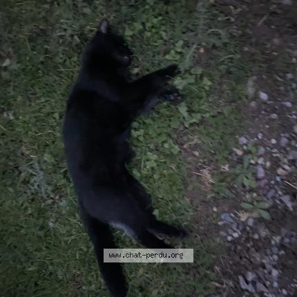 Photo 1/1 Found cat Found in Bretteville sur odon