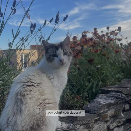 Photo 1/1 Mimi Chat lost in Bouvesse quirieu