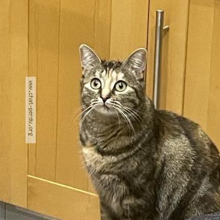 Photo 1/1 Pistache Chat lost in Molsheim