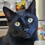 Picture of cat lost at Marseille