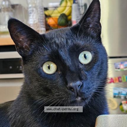 Photo 1/1 Rocky Chat lost in Marseille