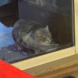 Picture of cat found at Indian Head Park