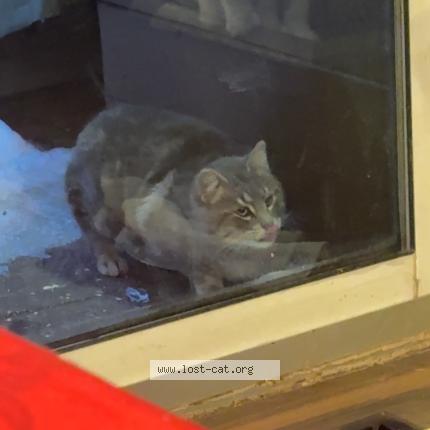 Photo 1/1 Found cat Found in Indian head park