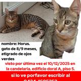 Photo of a cat found in Caracas