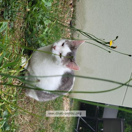 Photo 1/1 Winnie Chat lost in Saint lambert la potherie