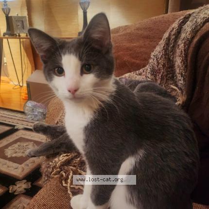 Picture of cat lost at Columbus Ohio Berwick