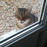 Picture of cat found at Fauville Huest