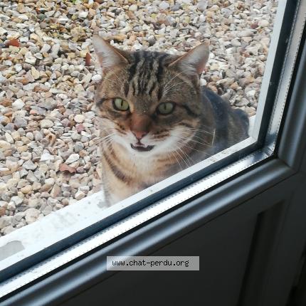 Photo 1/1 Found cat Found in Fauville huest