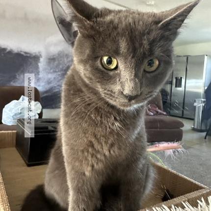 Photo 1/1 Found cat Found in Menifee