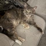 Picture of cat found at Charlotte