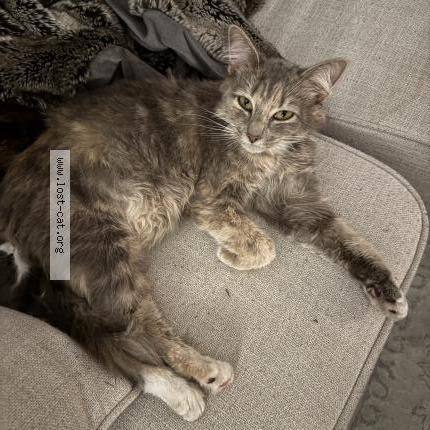 Photo 1/1 Found cat Found in Charlotte