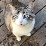 Picture of cat lost at Eugene