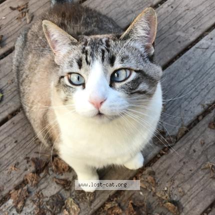 Photo 1/1 Sammy Chat lost in Eugene