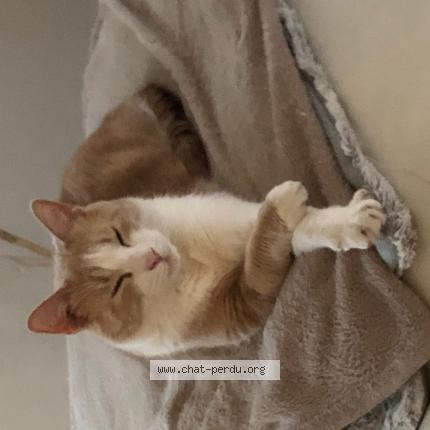 Photo 1/1 P’tit biscuit Chat lost in Boult sur suippe