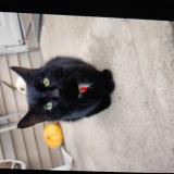 Picture of cat lost at Kentucky