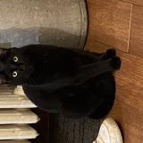 Picture of cat lost at Noisy Le Grand