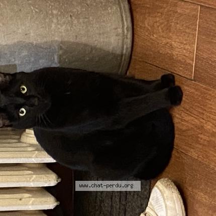 Photo 1/1 Titan Chat lost in Noisy le grand