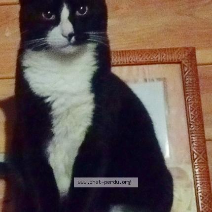 Photo 1/1 Caly Chat lost in Saint andre de roquepertuis