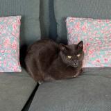 Picture of cat lost at Plouhinec