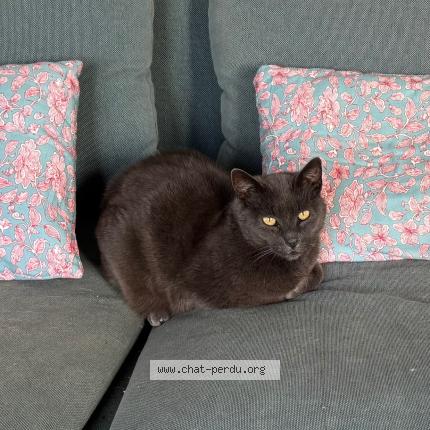 Photo 1/1 Grey Chat lost in Plouhinec