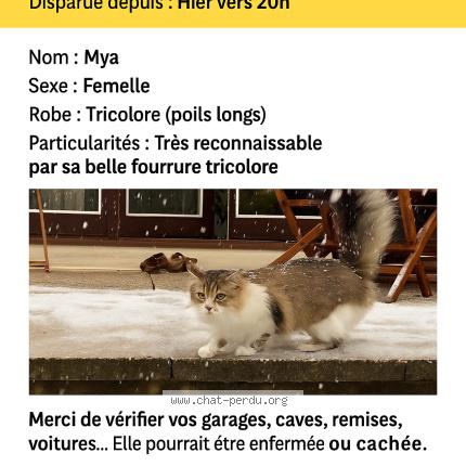 Photo 1/1 Mya Chat lost in Charenton le pont