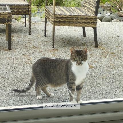 Photo 1/1 Dewee Chat lost in Saint germain les vergnes